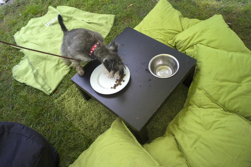A dog eats at the Pestaurace, a newly-opened pop-up restaurant for canines in the Czech city of Pardubice. u00e2u20acu201d AFP Relaxnews