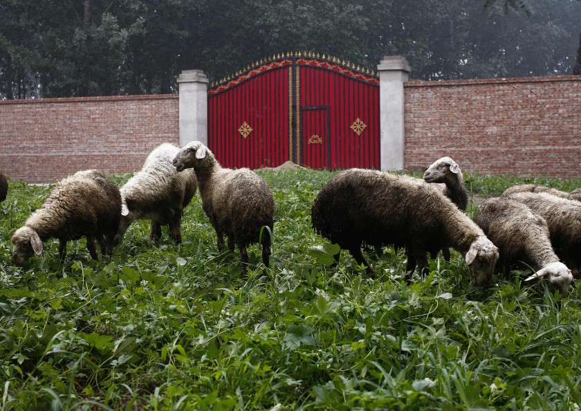 Sheep graze outside the closed gate to an illegal golf course which was demolished and turned into a cornfield in the suburbs of Beijing, June 16, 2014.u00e2u20acu201d Reuters pic