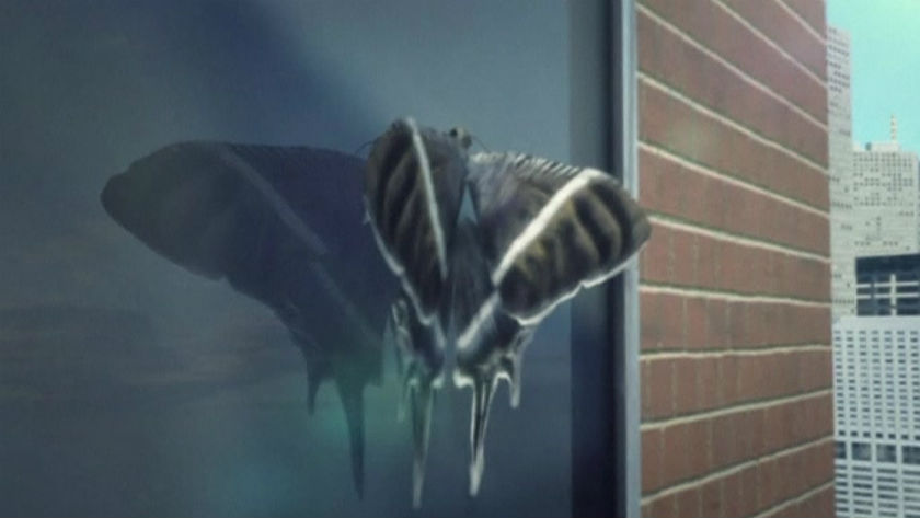 Malaysia and Singapore have been swarmed by the Lyssa Zampa moth, a giant, dark-coloured insect which has enjoyed a dramatic population boom in recent weeks. — Reuters