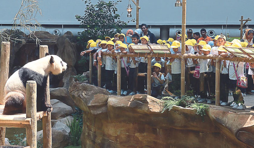 Pupils from SK Kampung Lindungan, Petaling Jaya, get a close look at one of the pandas. u00e2u20acu201d Picture by Razak Ghazali