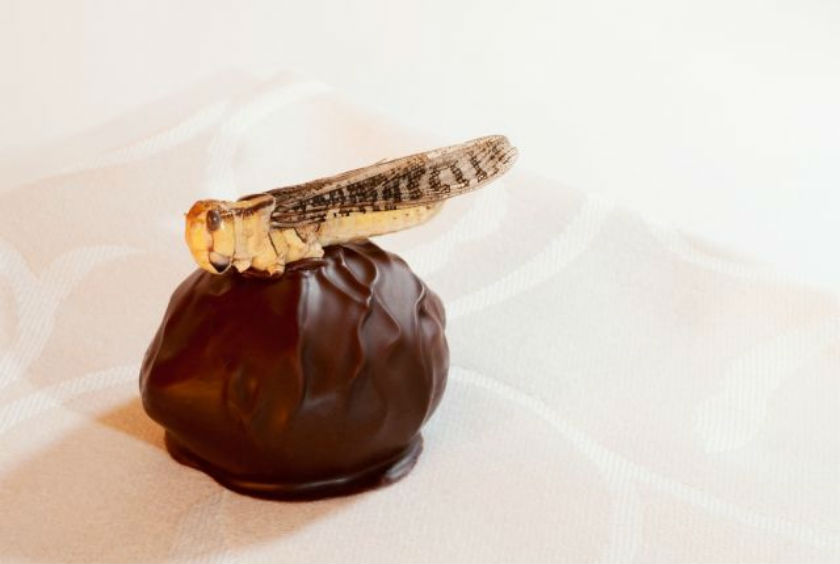 A pop-up concept called u00e2u20acu02dcPestaurantu00e2u20acu2122 will be making bonbons of locusts and sautee mealworms. u00e2u20acu201d AFP picnn