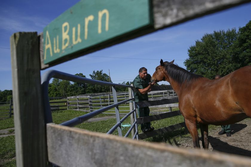 Ross Locascio, an inmate at the State of New York Wallkill Correctional Facility, pets a retired thoroughbred on a prison farm in Wallkill, New York June 16, 2014. u00e2u20acu2022 Reuters pic