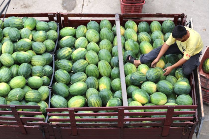 In 2020, watermelons recorded the highest exports out of Malaysia in terms of weight out of the 14 fruits studied. — Picture by Choo Choy May