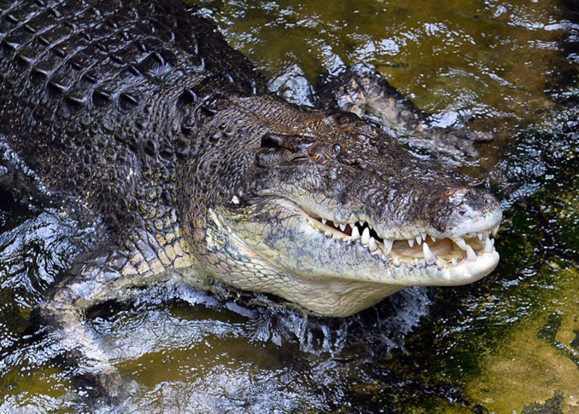 The crocodile attack at a Sydney zoo left the keeper with bites on both hands but they are not thought to be life threatening, July 7, 2014. u00e2u20acu201d AFP pic