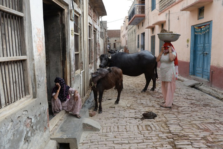 Indian villagers gather alongside their cattle in Hissar district of the northern state of Haryana. In a sign of major reform, the state's largest council has allowed couples from neighbouring villages to marry, even if they belong to different castes. u00e2u20ac