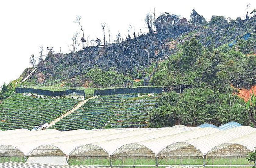 The site of illegally cleared land in Kampung Raja, Cameron Highlands. u00e2u20acu201d Picture by Marcus Pheong