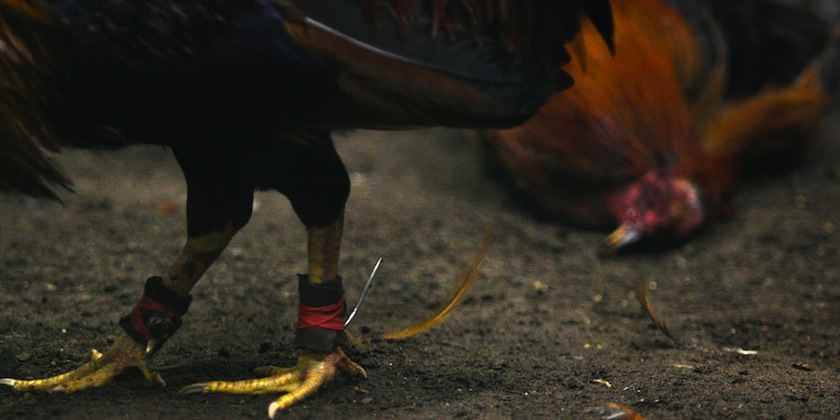 Cockfighting is illegal under federal law, and under the laws of every state.u00c2u00a0u00e2u20acu201d AFP pic