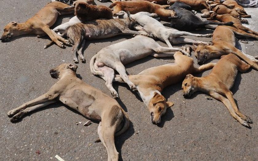 File photo of dog carcasses, a probable source of the very rare pnuenomic plague. A Colorada man has been diagnosed with it. He is believed to have contracted the disease from his infected dead dog. u00e2u20acu201d AFP picn