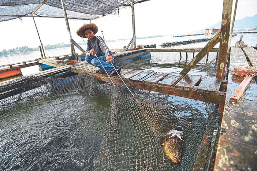 Zaini Ibrahim catches u00e2u20acu02dcikan kerapuu00e2u20acu2122 (grouper) at a fish farm in Sungai Dinding. 