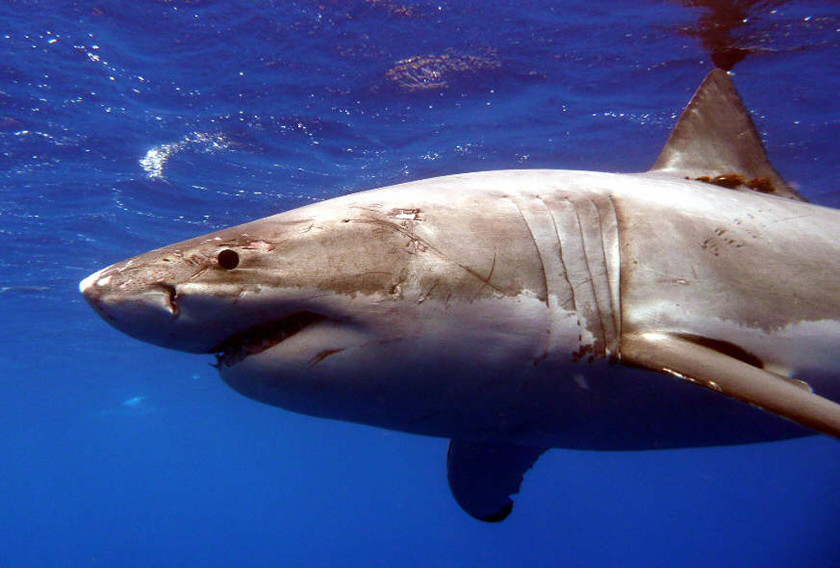 A Great White shark is pictured in the Eastern North Pacific in this undated handout photograph courtesy of Kevin Weng, University of Hawaii. u00e2u20acu201d Reuters pic