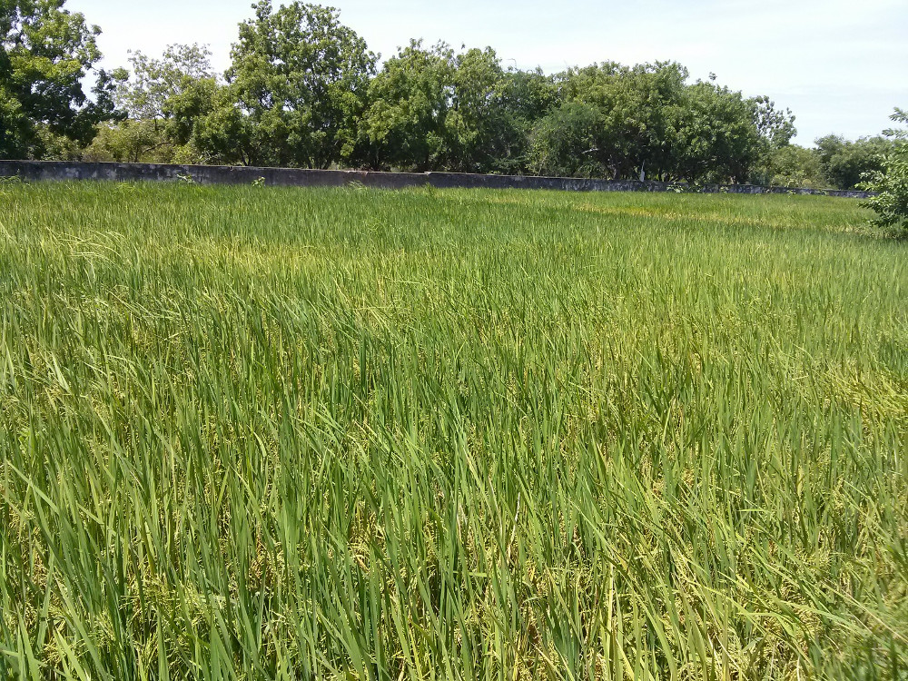 Our rice field by the highway in Alangudi. Reminding me I come from a line of farmers. — Picture by Praba Ganesan