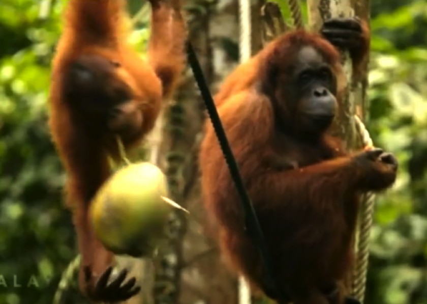 The orang-utan which is native to Malaysia is shown in the Tourism Malaysiau00e2u20acu2122s official video u00e2u20acu02dcEssence of Asiau00e2u20acu2122. u00e2u20acu201d YouTube videograb