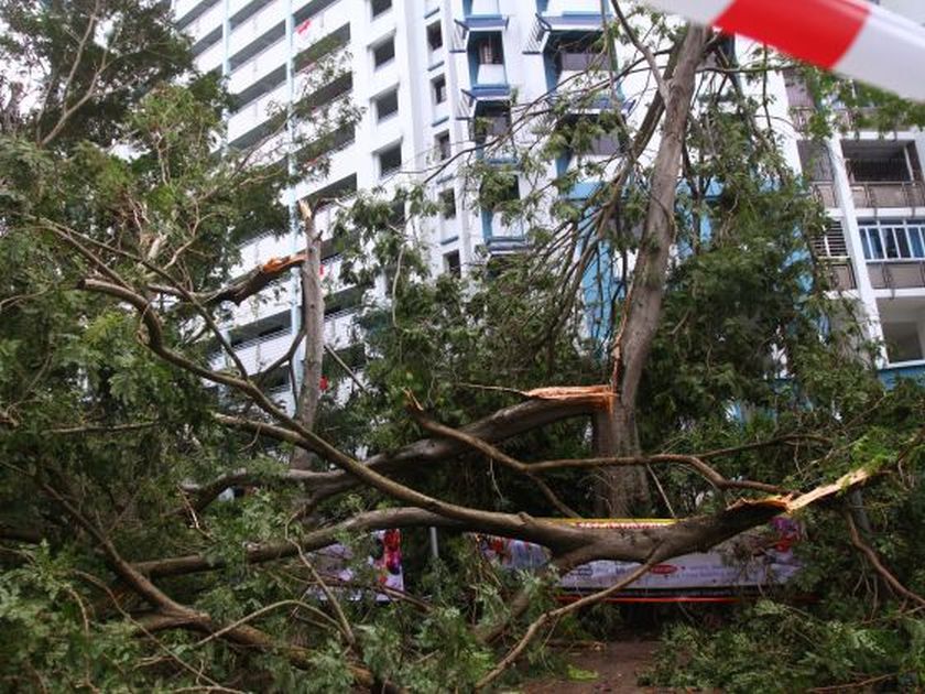 Fallen tress spotted at Block 191 Rivervale Drive, Singapore on July 29, 2014. u00e2u20acu2022 Picture by Ernest Chua/Today