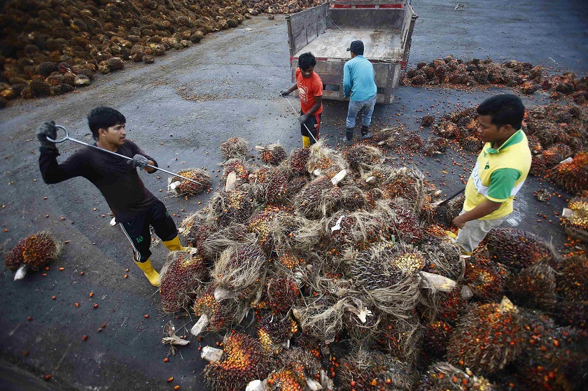 Workers collect palm oil fruits inside a palm oil factory in Salak Tinggi, outside Kuala Lumpur August 4, 2014. u00e2u20acu201d Reuters pic 