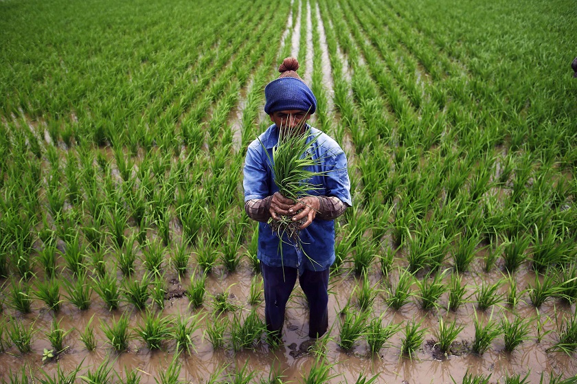 A man holds paddy saplings in a paddy field at Sabak Bernam outside Kuala Lumpur August 12, 2014. u00e2u20acu201d Reuters pic 