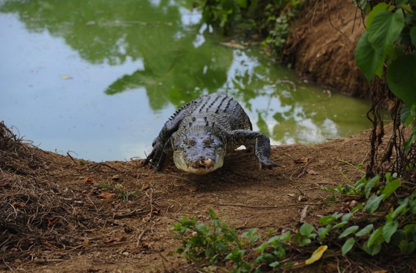 There was about one crocodile for every 100 metres of river, and Michael Jackson would have been 'just below the water' before he attacked. u00e2u20acu201d AFP pic