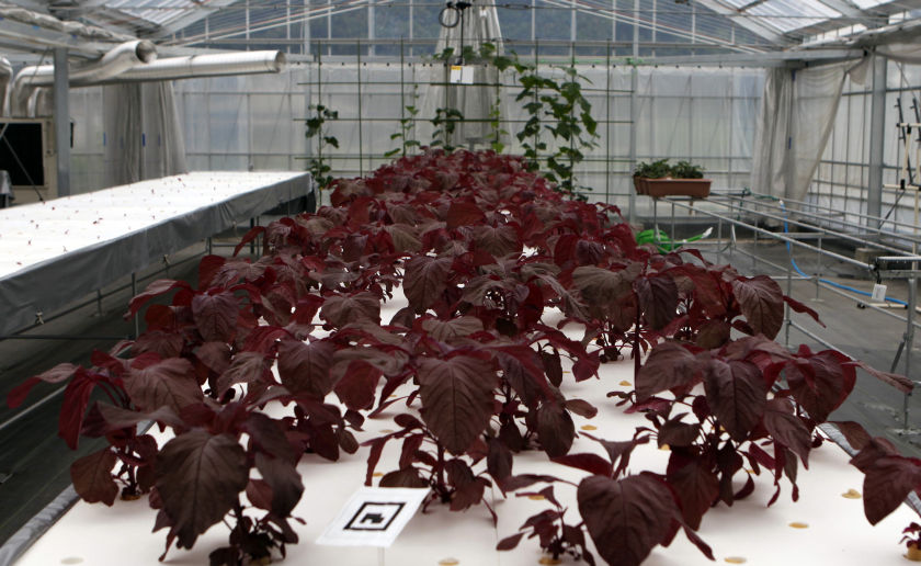 Leafy vegetables grow in Fujitsu's greenhouse showroom in Numazu, Shizuoka prefecture June 27, 2014. u00e2u20acu201d Reuters pic