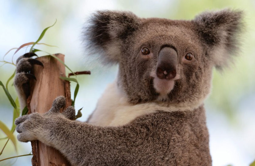 File photo of a koala at the Wildlife Sydney Zoo. u00e2u20acu201d AFP pic