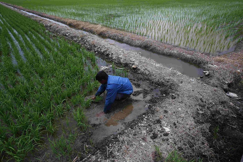 A man plants paddy saplings in a paddy field at Sabak Bernam outside Kuala Lumpur August 12, 2014. u00e2u20acu201d Reuters pic 