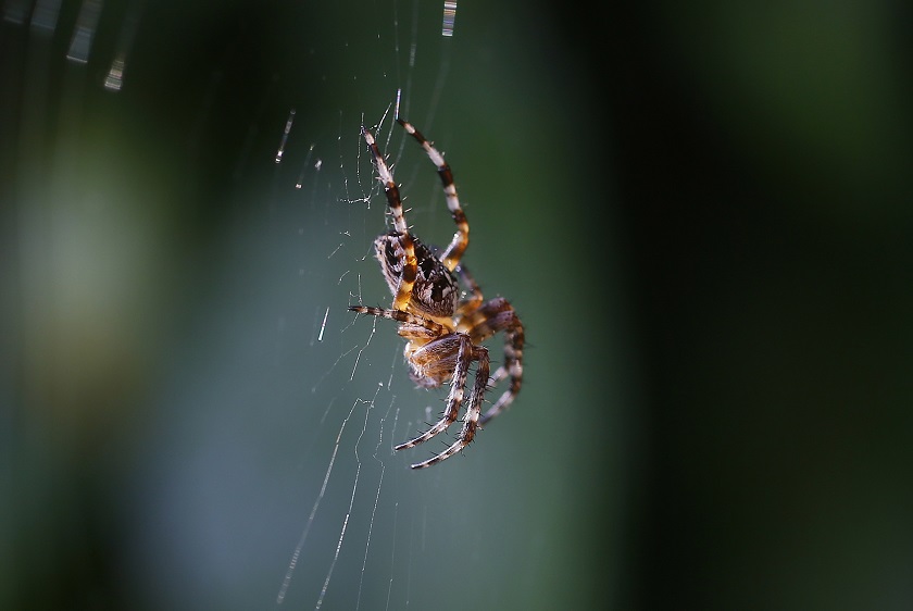 A spider sits on her web in a garden, August 11, 2014. A new study has shown that golden orb-weaving spiders, common in Sydney, were getting fattest in areas with the most concrete, roads and buildings. u00e2u20acu201d Reuters pic