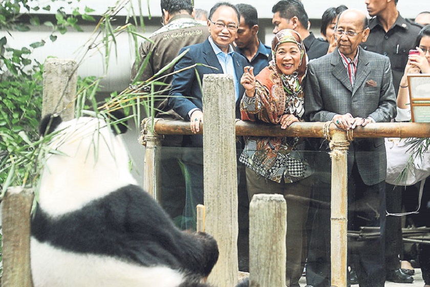 Tuanku Abdul Halim and Tuanku Haminah take a closer look at one of the pandas. On the left is Mamit. u00e2u20acu201d Picture by Malay Mail