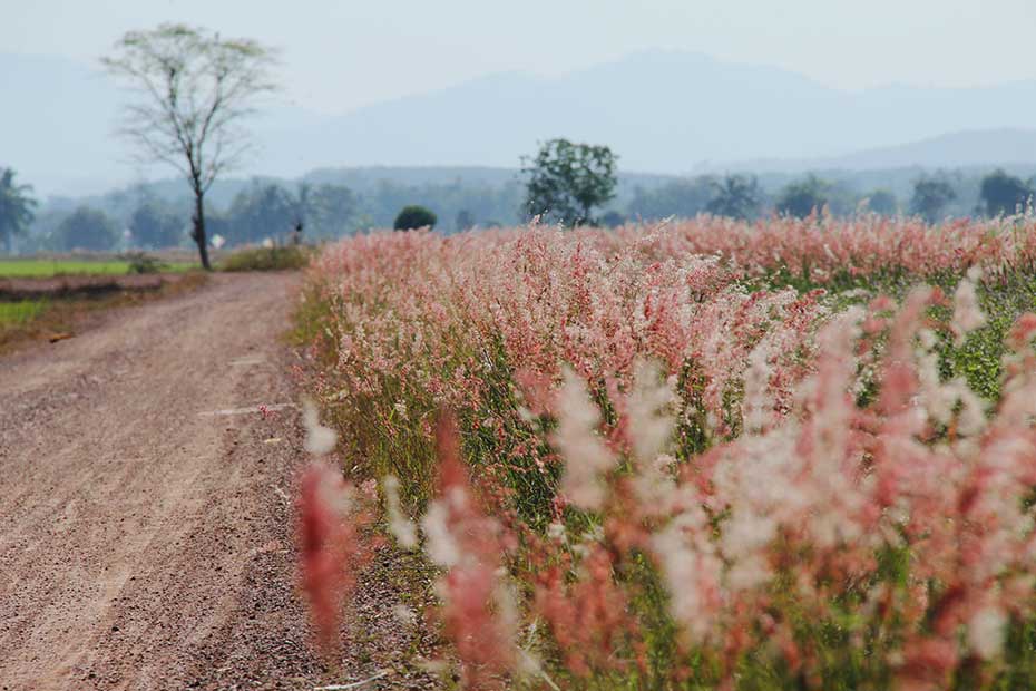 Pinkish awn grass growing in Kedah paddy fields.
