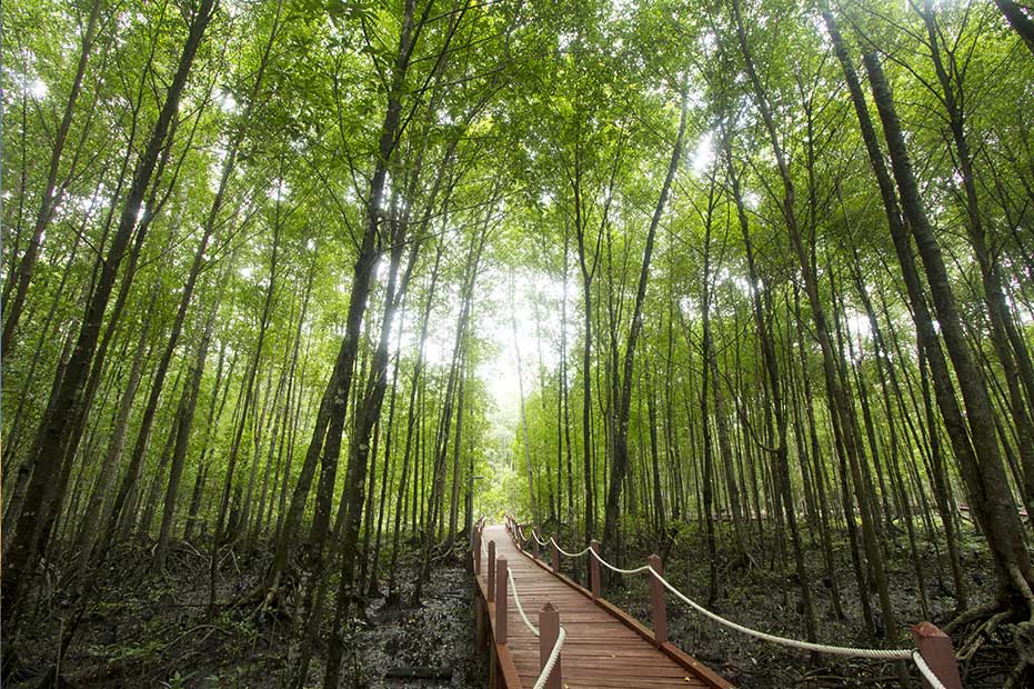 Like a scene from Crouching Tiger, Hidden Dragon, the Matang Mangrove Forest Reserve.