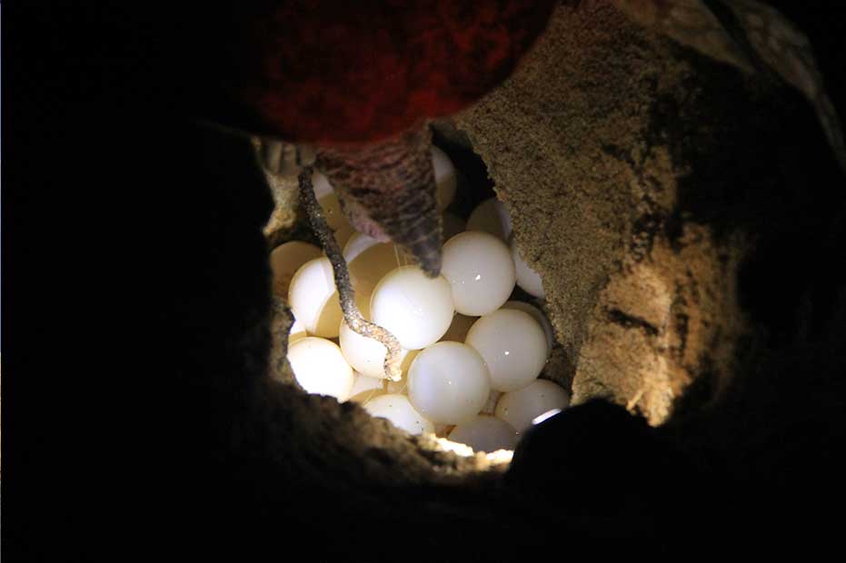 Sea turtle nesting in progress at Pantai Teluk Mak Nik in Terengganu.