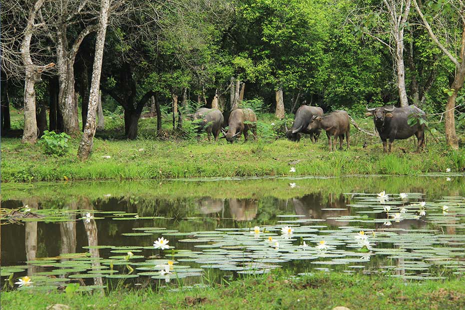 Water buffaloes graze in Janda Baik.