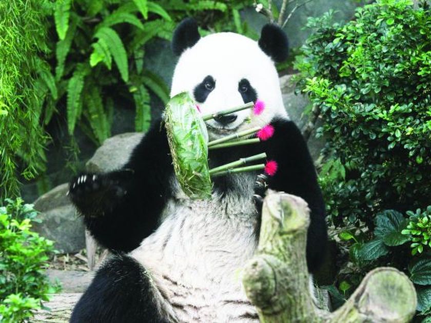 Female giant panda Jia Jia finishes her birthday u00e2u20acu02dccakeu00e2u20acu2122 presented to her in celebration of her sixth birthday which falls on Sept 3, at the River Safari yesterday. u00e2u20acu201d Picture by Ooi Boon Keong/Today 