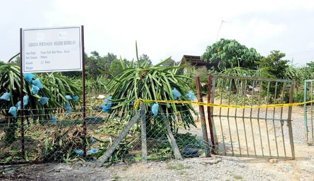 An Indonesian couple believed to have been murdered is found in the house where they worked on a dragonfruit farm at Gebok Kampong Batu 12, Mantin near Nilai September 11, 2014. u00e2u20acu201d Bernama pic