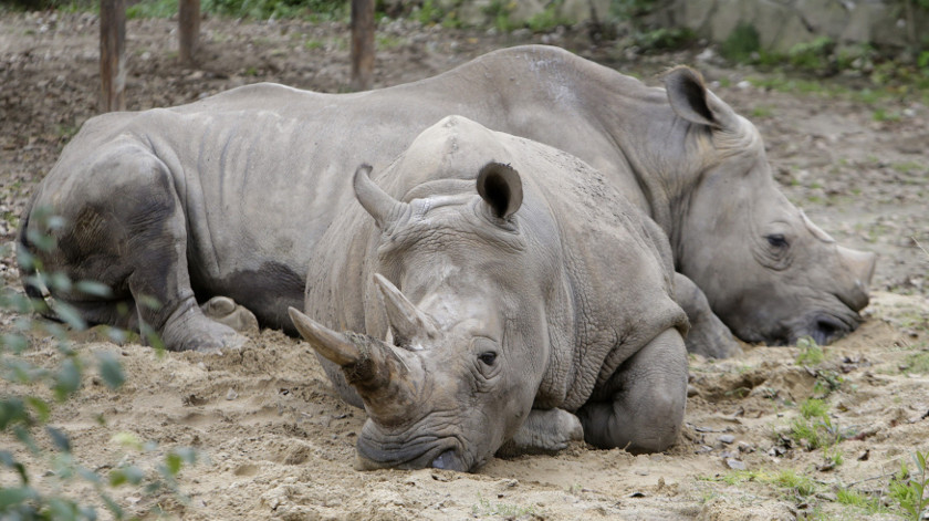 Rhinos rest in their enclosure at Dvur Kralove zoo in Dvur Kralove September 21, 2014. — Reuters pic