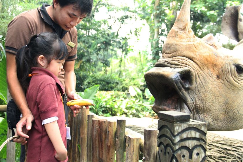 A student too scared to feed the 26-year-old rhino and is guided Singapore Zoo's Mathias Quek. u00e2u20acu201d TODAY pic