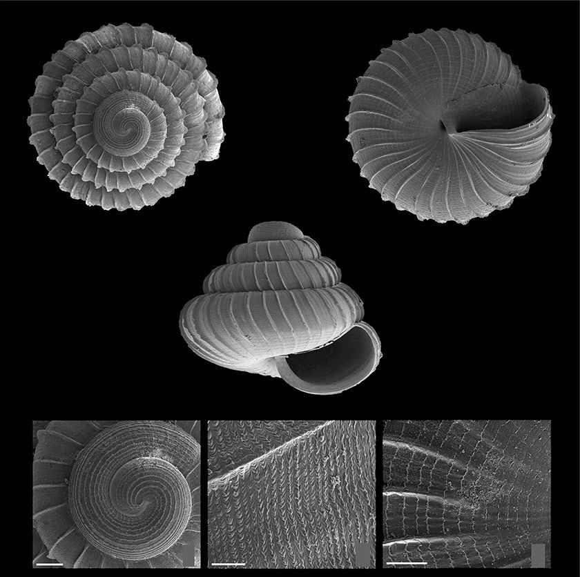 A black-and-white picture of the shell of a new species of snail discovered at Gunung Kanthan, Perak, as published in the Journal of the Netherlands Malocological Society. 