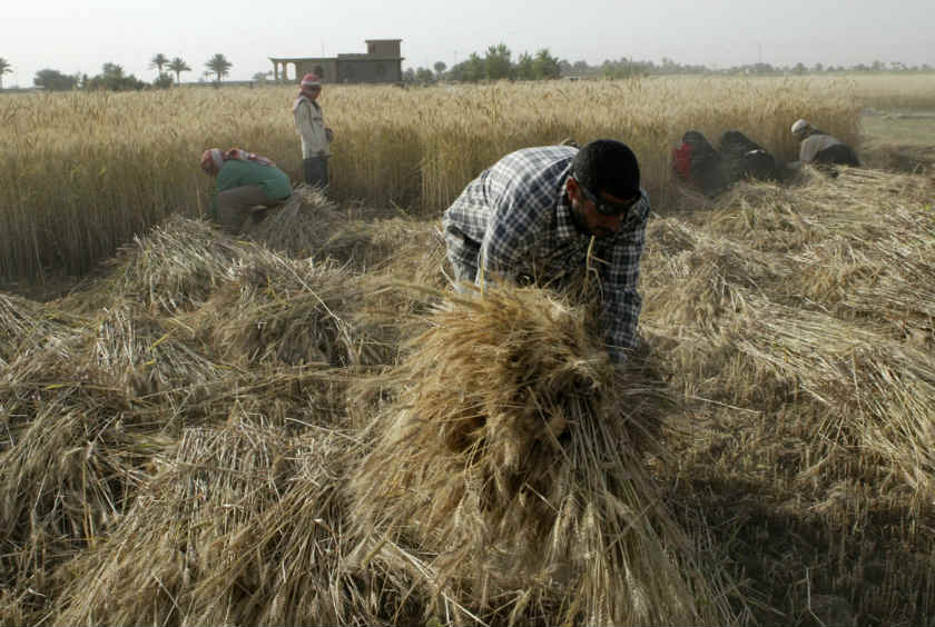 Villagers harvest wheat in a field in Albu Efan, southwest of Falluja, 50 km west of Baghdad. u00e2u20acu201d Reuters pic