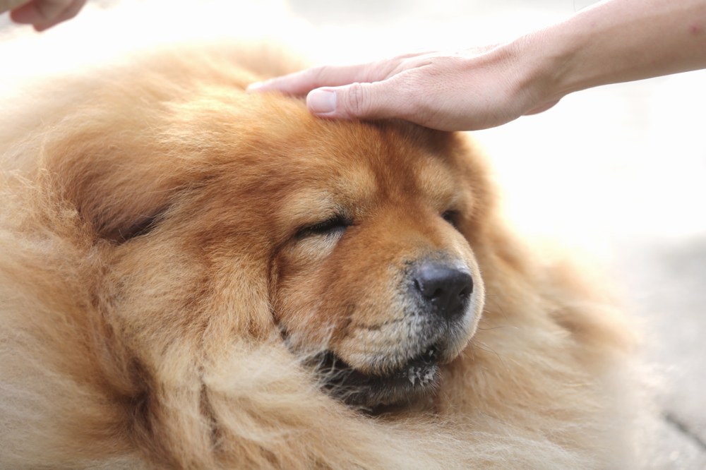 Muslims and non-Muslims animal lovers attend the u00e2u20acu02dcI wanna to touch a dogu00e2u20acu2122 event in Central Park, Bandar Utama, October 19, 2014. u00e2u20acu201d Picture by Choo Choy May 