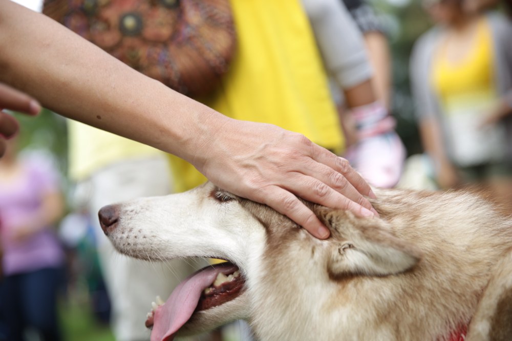 Muslims and non-Muslims animal lovers attend the u00e2u20acu02dcI wanna to touch a dogu00e2u20acu2122 event in Central Park, Bandar Utama, October 19, 2014. u00e2u20acu201d Picture by Choo Choy May 