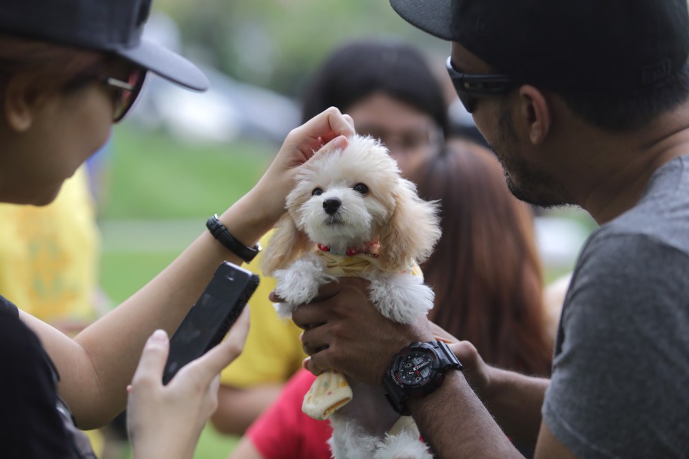 Muslims and non-Muslims animal lovers attend the u00e2u20acu02dcI wanna to touch a dogu00e2u20acu2122 event in Central Park, Bandar Utama, October 19, 2014. u00e2u20acu201d Picture by Choo Choy May 