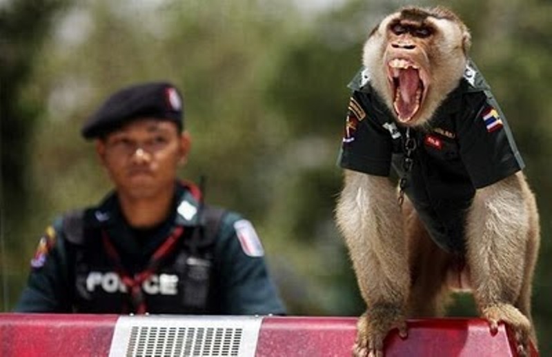 Monyet menjadi polis di Thailand.