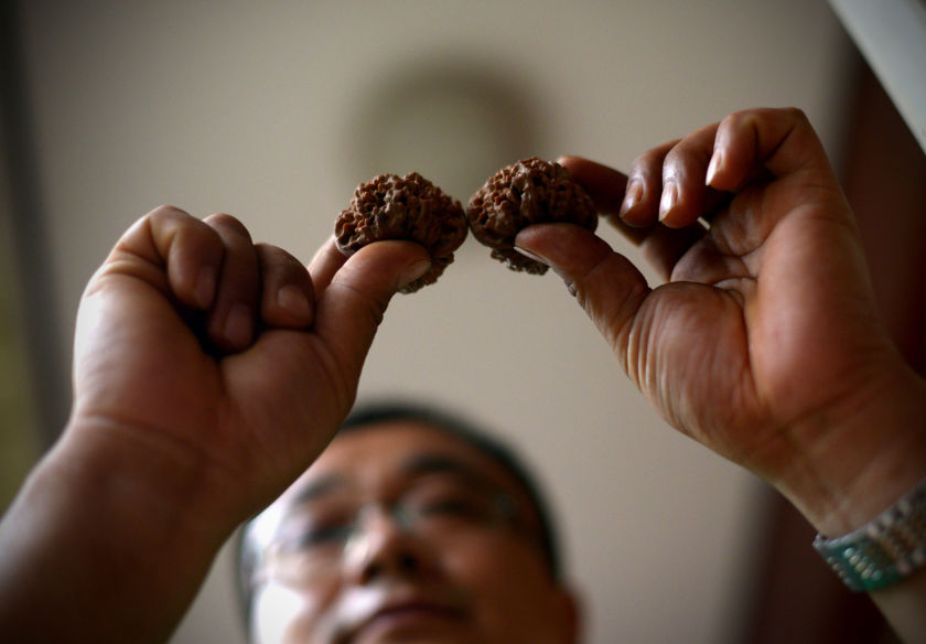 Li Zhanhua, a Chinese farmer, showing his walnuts in Laishui town, Heibei province September 11, 2014. u00e2u20acu201d AFP pic