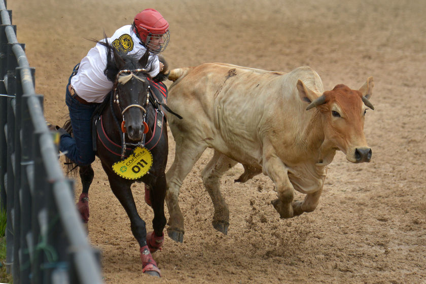 A Colombian cowboy pulls the tail of a steer at the Coleo World Championship in Colombia on Oct 11, 2014. u00e2u20acu201d AFP pic