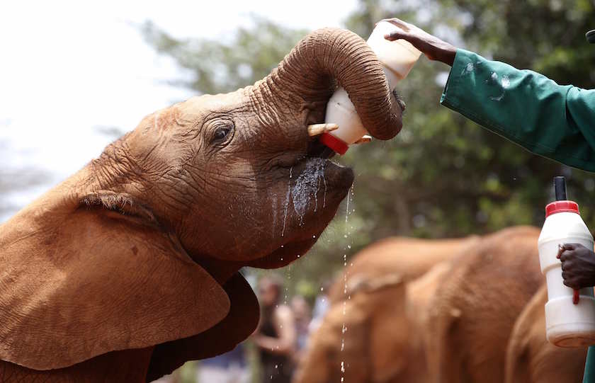 A keeper feeds an orphaned baby elephant with milk from a bottle at the David Sheldrick Elephant Orphanage within the Nairobi National Park, near Kenyau00e2u20acu2122s capital Nairobi October 15, 2014. u00e2u20acu201d Reuters pic