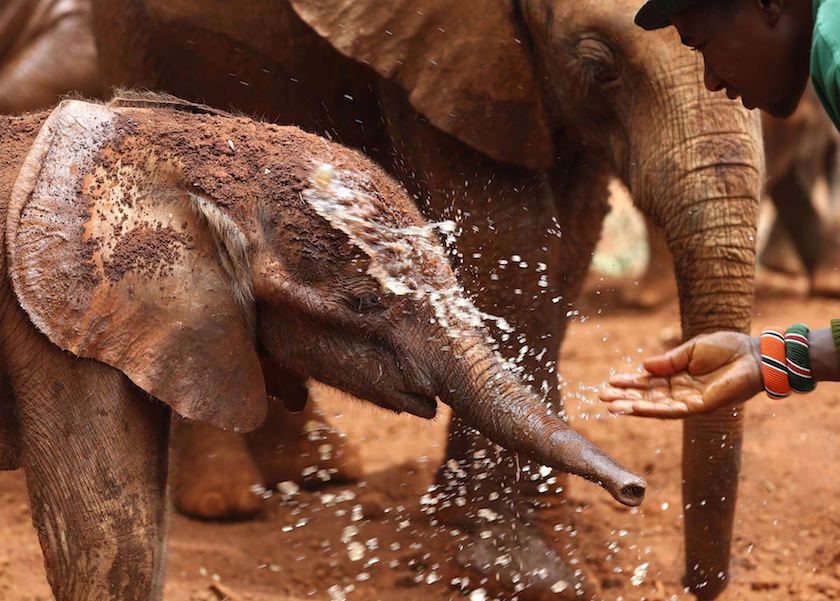 A keeper sprinkles water on orphaned baby elephants at the David Sheldrick Elephant Orphanage within the Nairobi National Park, near Kenyau00e2u20acu2122s capital Nairobi October 15, 2014. u00e2u20acu201d Reuters pic
