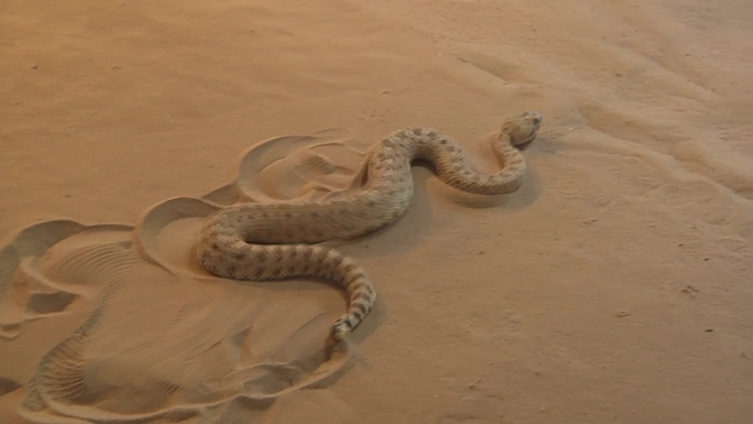 ScienceTake — How does a sidewinder snake move? (VIDEO) | Malay Mail