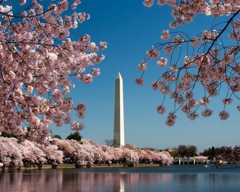 Cherry blosson season in Washington DC. u00e2u20acu2022 AFP pic