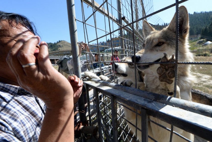 File picture shows Chinese businessman Yang Changsheng feeding his wolves at a park in a remote valley in Turfan, China's Xinjiang region. u00e2u20acu201d AFP pic