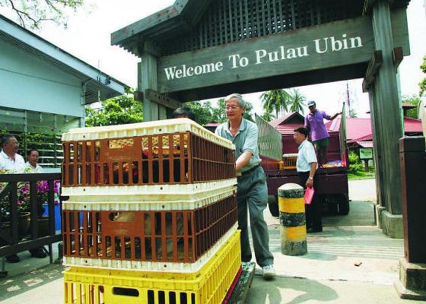 The rehabilitation of Pulau Ubin was based on more than 2000 suggestions from the public, November 30, 2014. u00e2u20acu201d Today pic