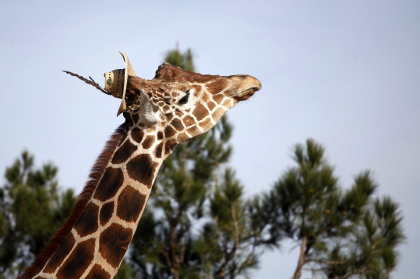 Modesto the giraffe wears a hat at the zoo in Ciudad Juarez, Mexico, November 18, 2014. Modesto is the mascot of the city and looking for a mate, according to the zoo administration. u00e2u20acu201d Reuters pic