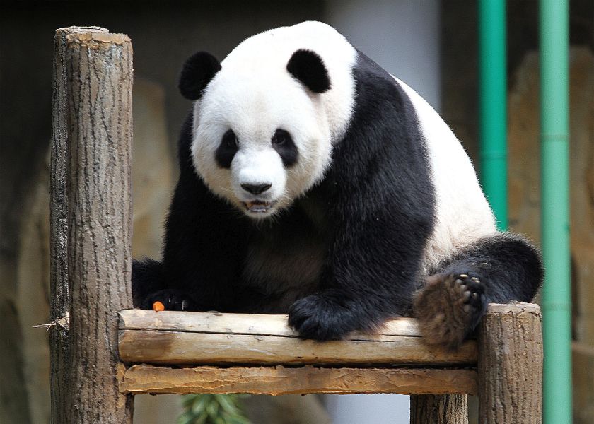 Xing Xing, one of the two giant pandas from China, at its enclosure at Zoo Negara in Kuala Lumpur, November 10, 2014. u00e2u20acu201d Picture by Yusof Mat Isa 