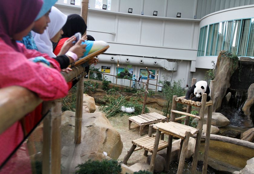 Children look at male panda Xing Xing at its enclosure at Zoo Negara in Kuala Lumpur, November 10, 2014. u00e2u20acu201d Picture by Yusof Mat Isa 